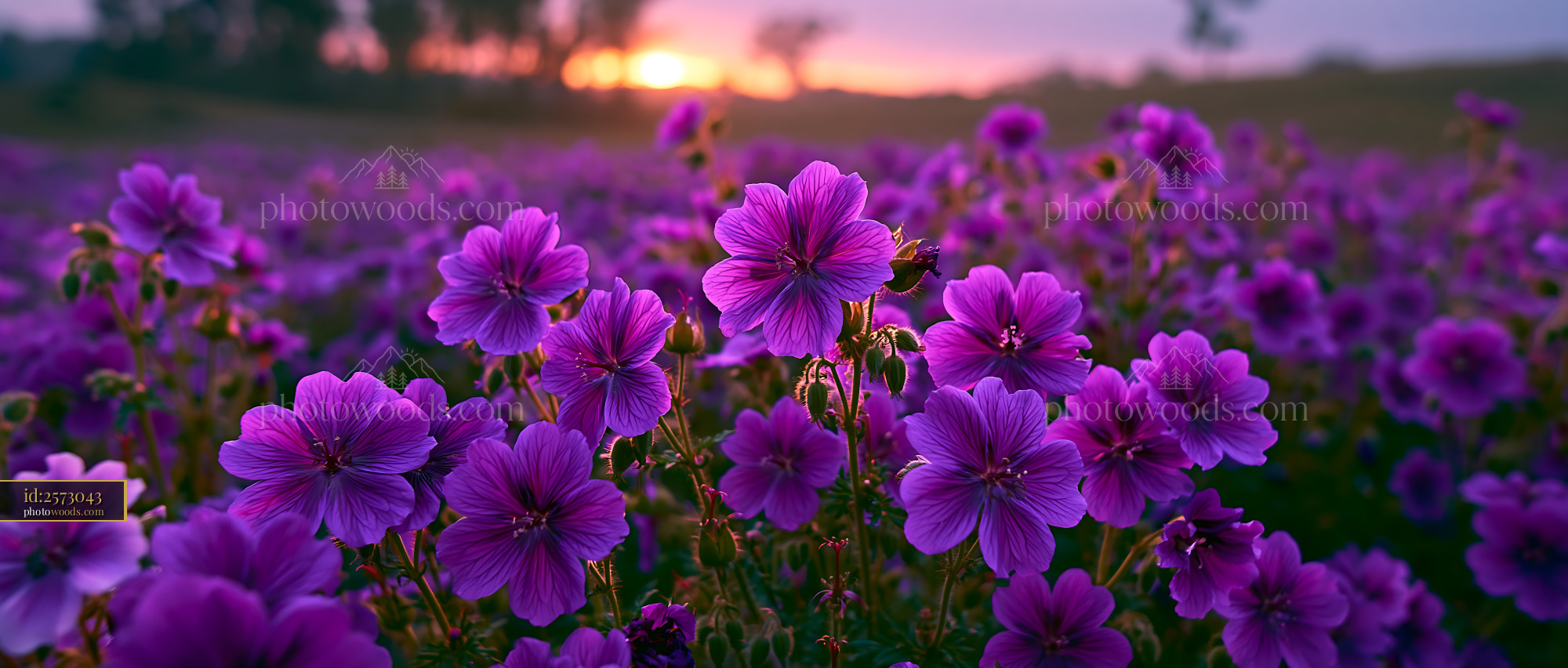 Purple Flowers Bloom in a Field at Sunset Near a Forest