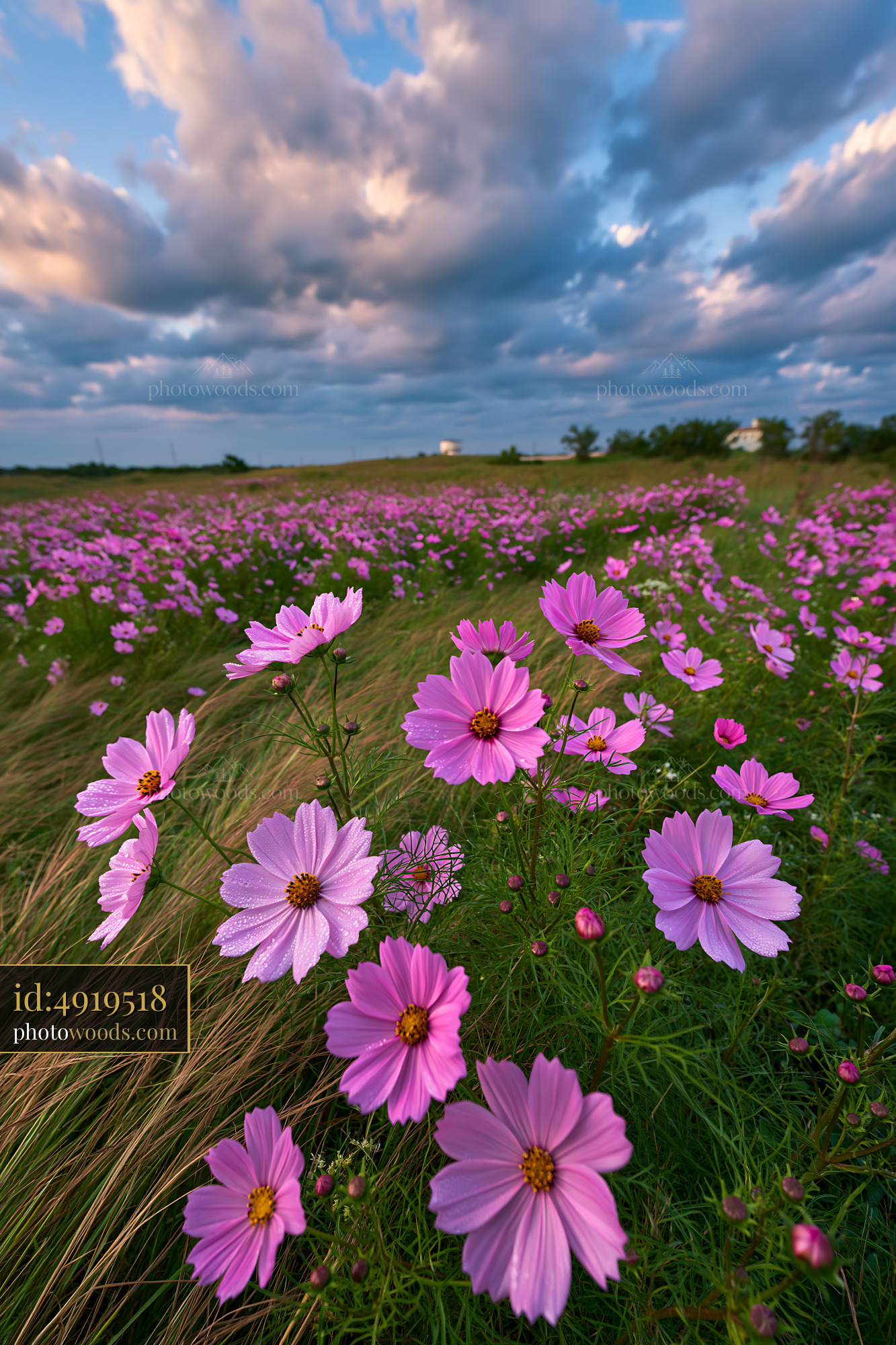 Cosmos Flowers Blooming in a Colorful Meadow Under Cloudy Sky