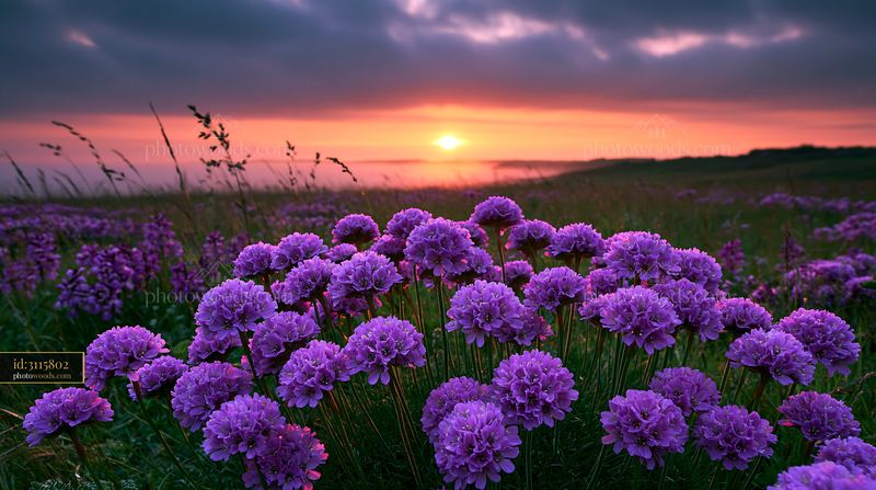 Coastal Meadow of Sea Thrift and Orchids at Sunset