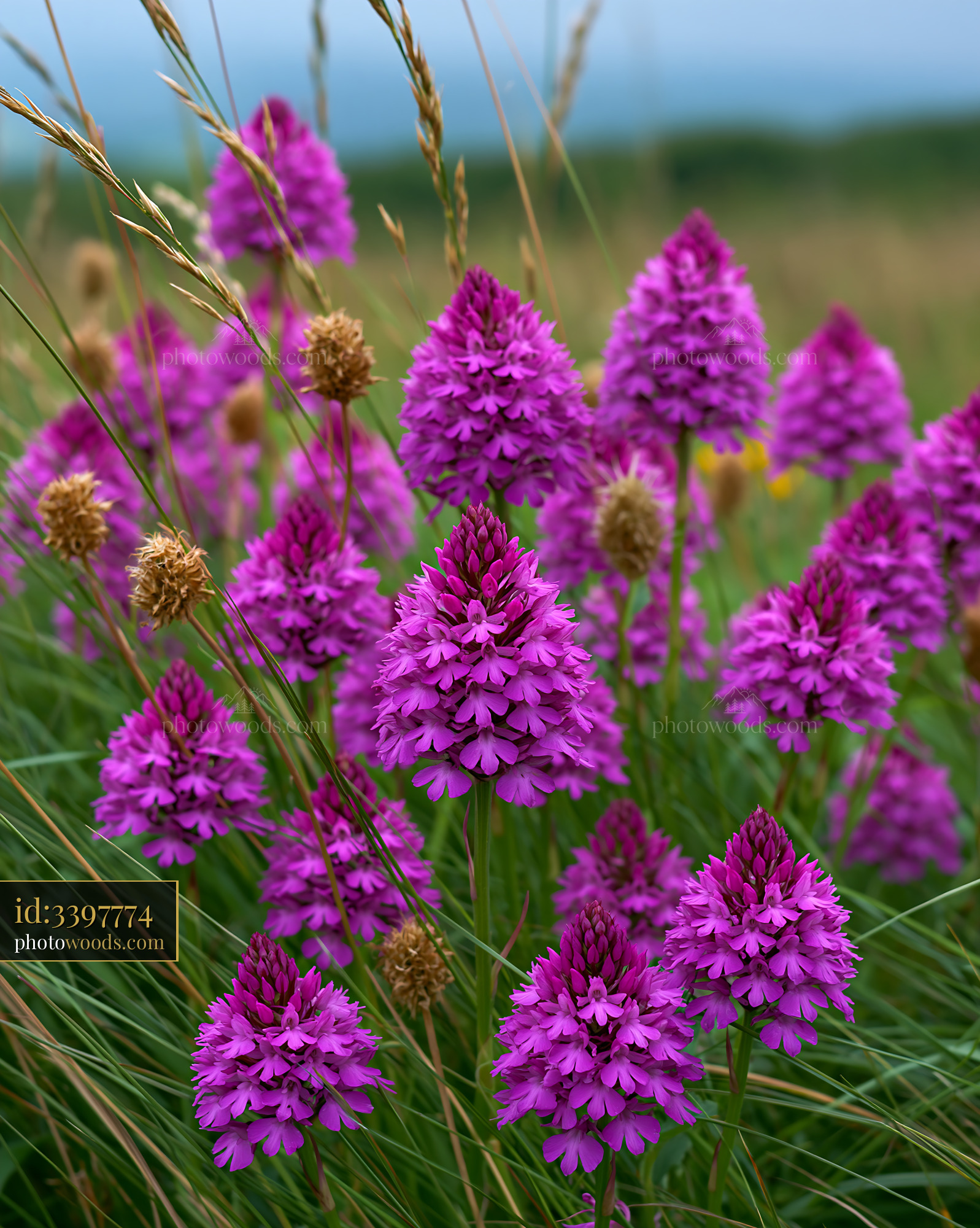Pyramidal Orchids in Chalk Grassland With Wild Grasses