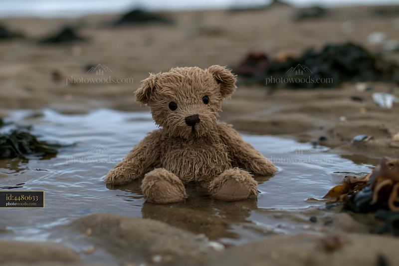 Teddy bear washed up in a shallow puddle