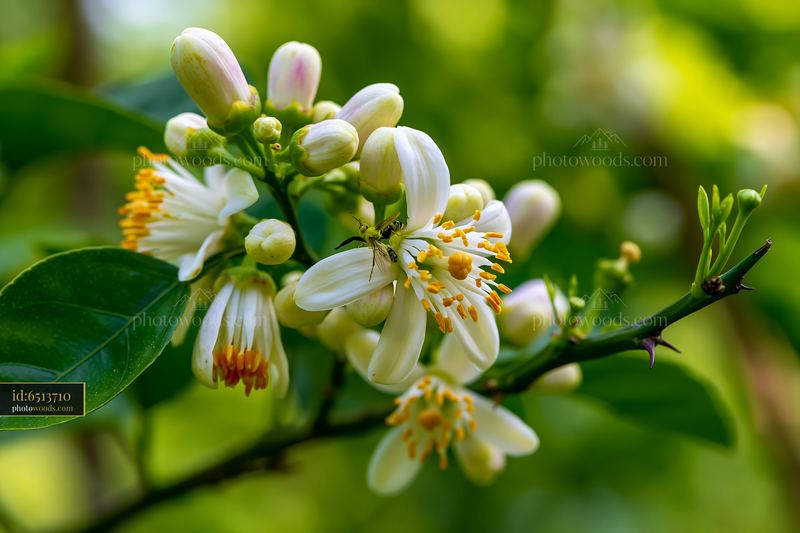Close-up of white citrus blossoms with a visiting insect