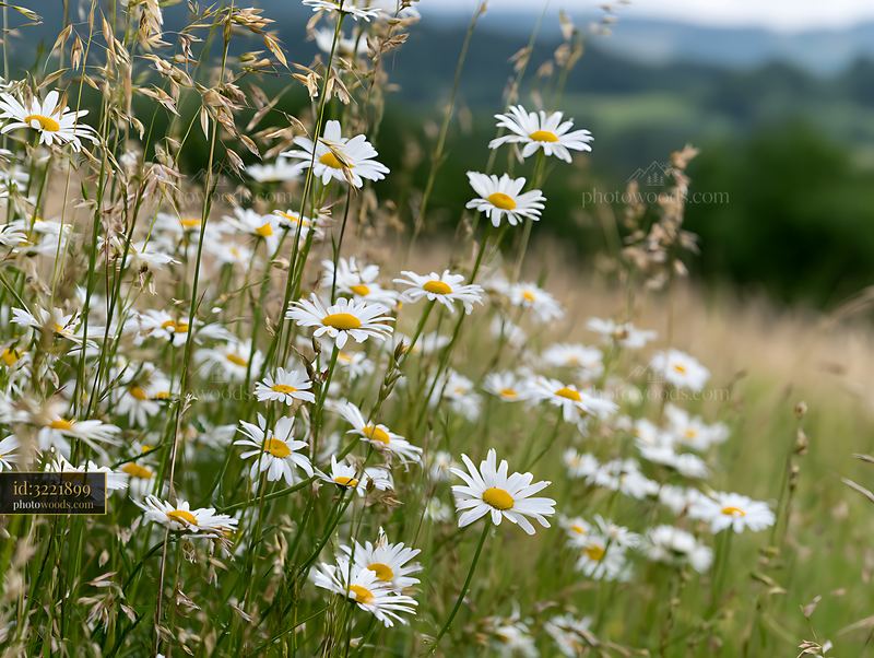 Close-up daisies blooming in a meadow with blurred landscape