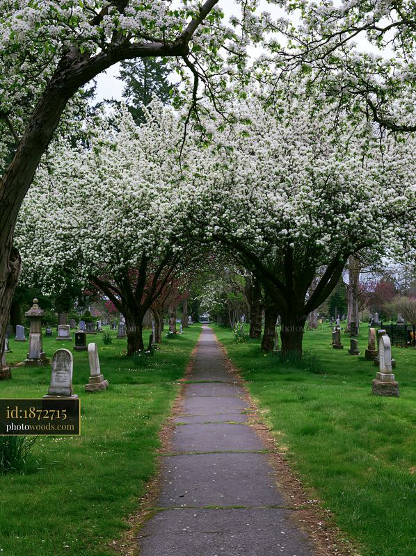 Ornamental pear trees blooming along a cemetery path in spring