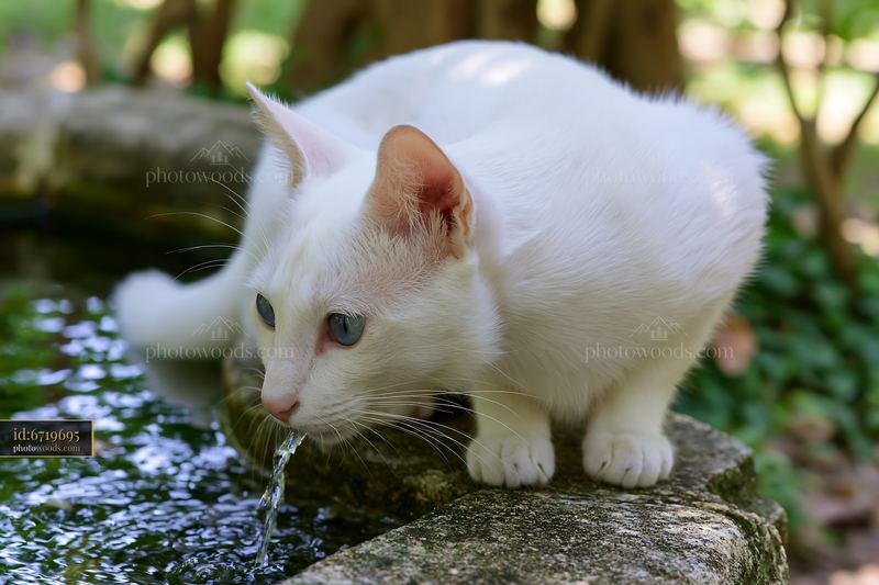 White Khao Manee cat drinking from a forest stream
