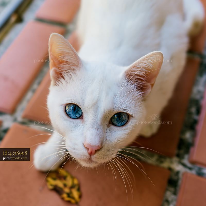 Close-up portrait of a white Khao Manee cat with blue eyes