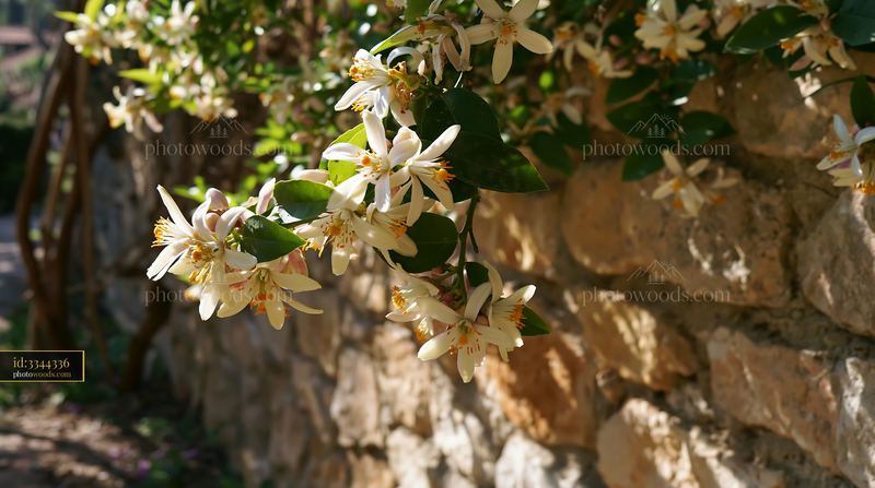 Lemon tree blossoms illuminated by sunlight