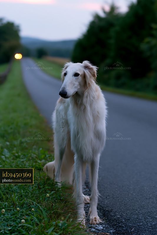White long-haired dog standing beside a country road