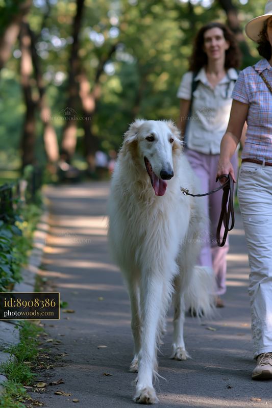 White long-haired dog walking on a forest path