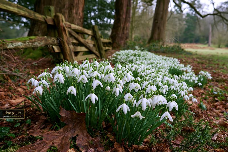 Snowdrop flowers blooming beneath trees in a woodland
