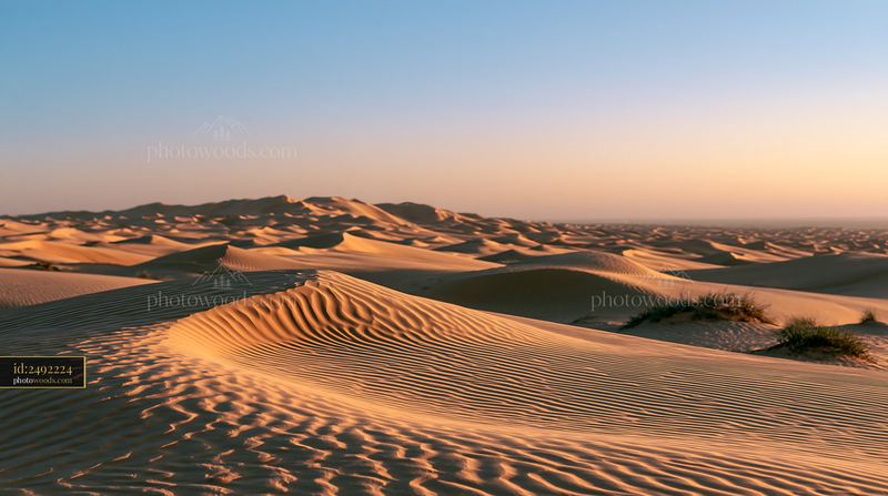 Wide Desert Dunes at Golden Hour in Arid Landscape