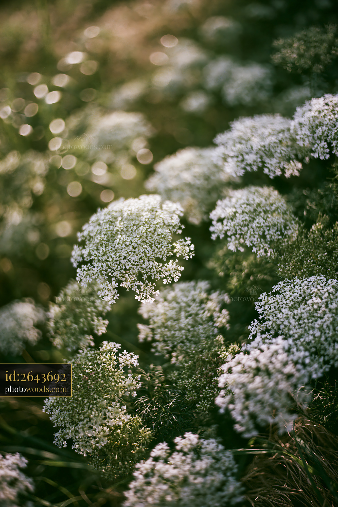 Wild Carrot Flowering in Meadow Under Soft Light