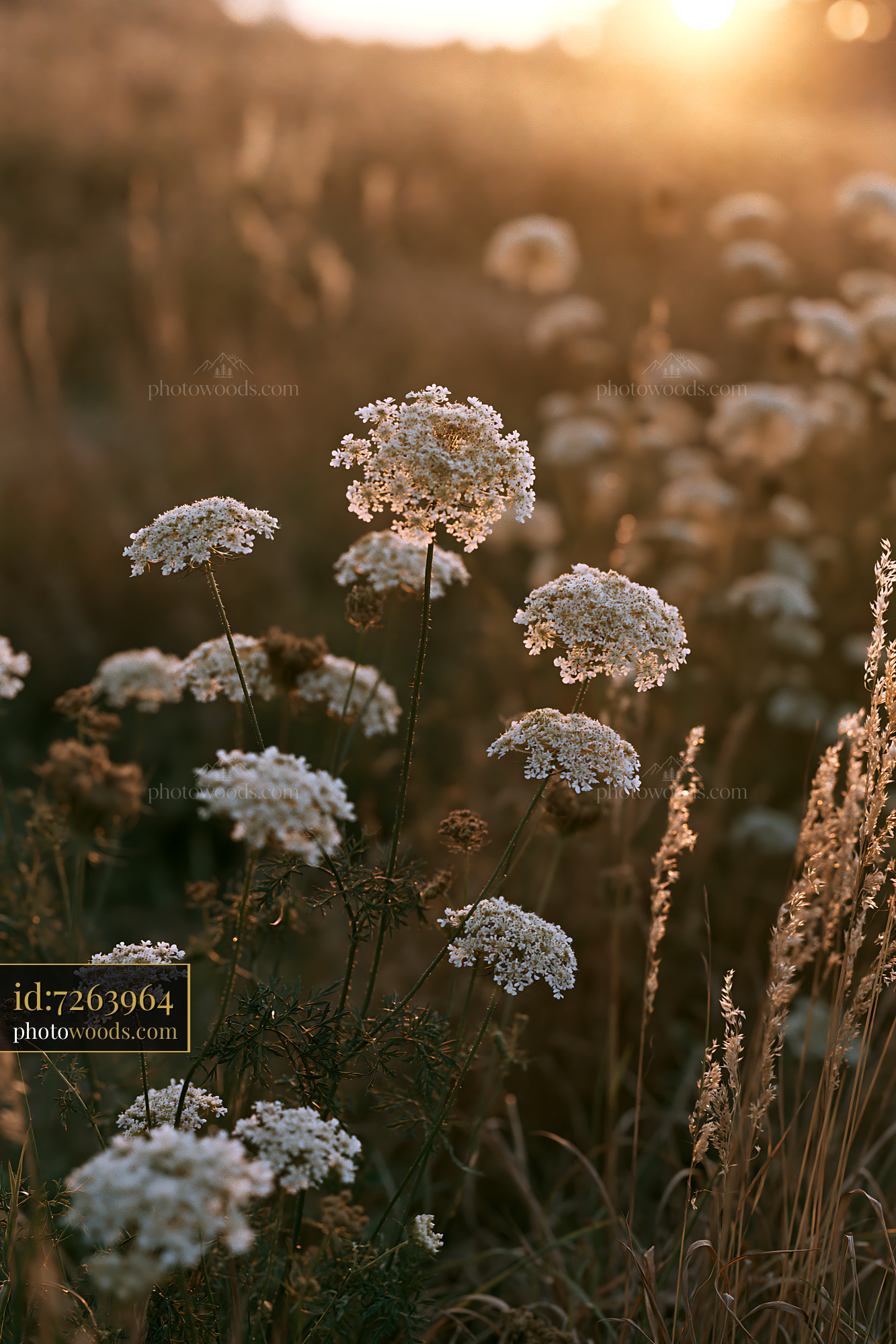 Wild Carrot Flowers in Sunset Light on a Meadow