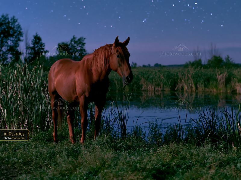 Wild horses under clear celestial skies in a natural setting