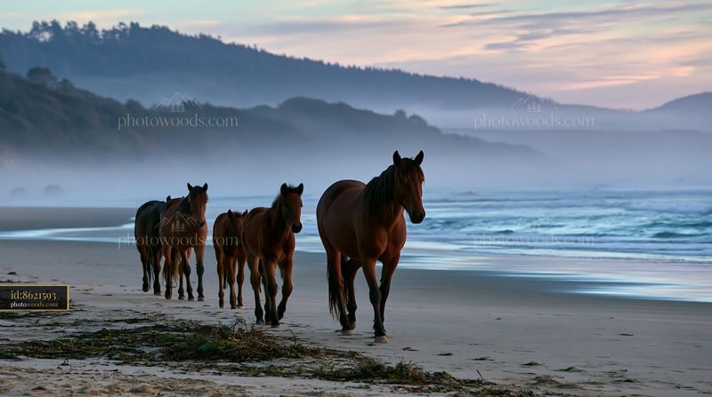 Wild horses walking along beach during sunset near mountains