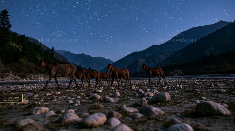 Wild horses walk along a riverbank under a night sky