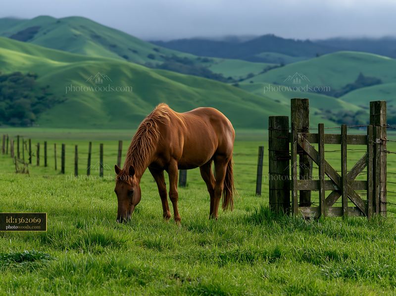 Wild horses grazing under cloudy sky on green grassland