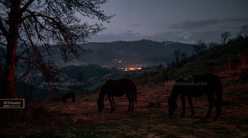 Wild horses grazing under a night sky near a distant town