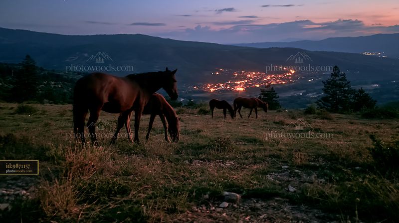 Wild horses grazing under the night sky near a distant town