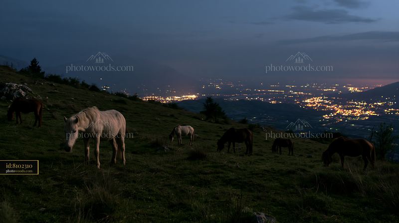 Wild horses grazing in a field under a night sky