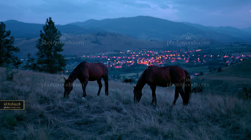 Wild horses grazing under a night sky near a glowing town