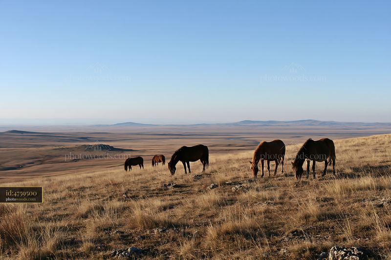 Wild horses grazing in open grassland during sunny daylight hours