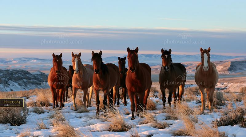 Wild horses standing on snow-covered ground near canyon cliffs