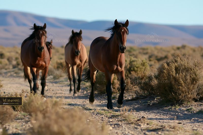 Wild horses running across desert plain under clear sky