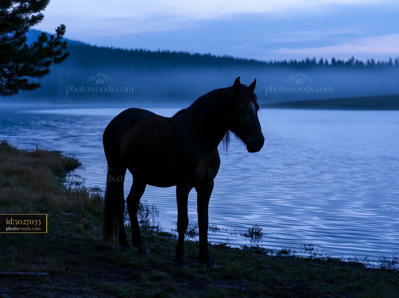Wild horses beside a nighttime lake under a cloudy sky