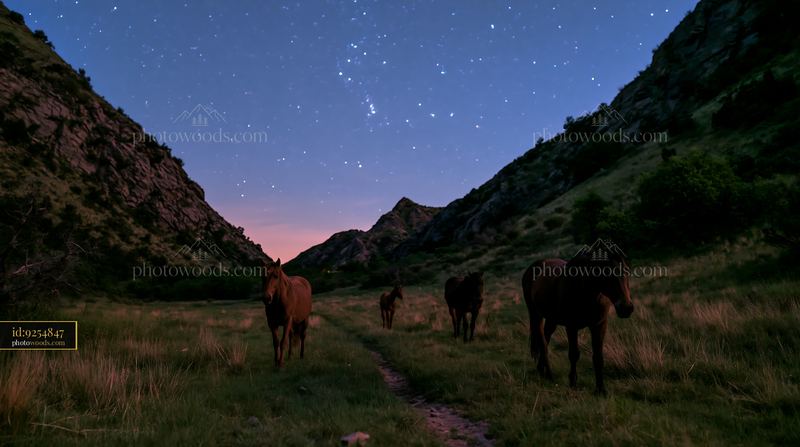 Wild horses roam through a valley under a starry sky