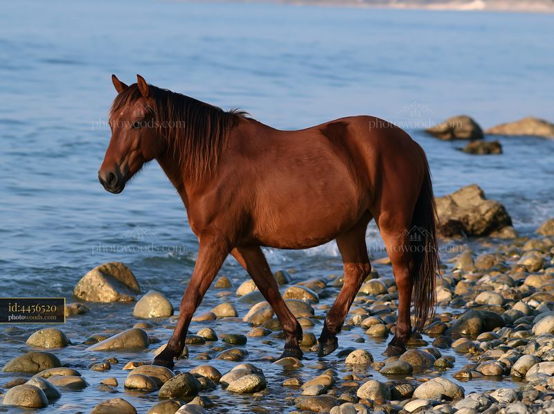 Wild horses walking along beach at low tide