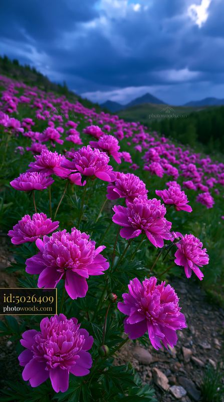 Wild Peonies Blooming on a Stony Slope in a Valley