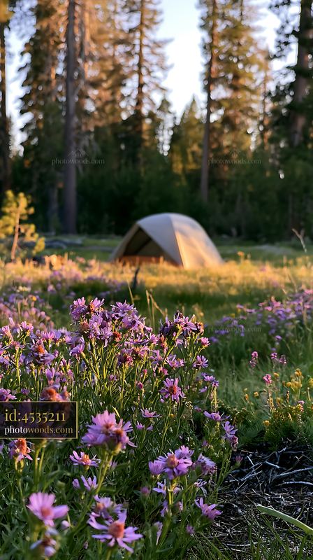Wildflower meadow with a tent in the background at sunset