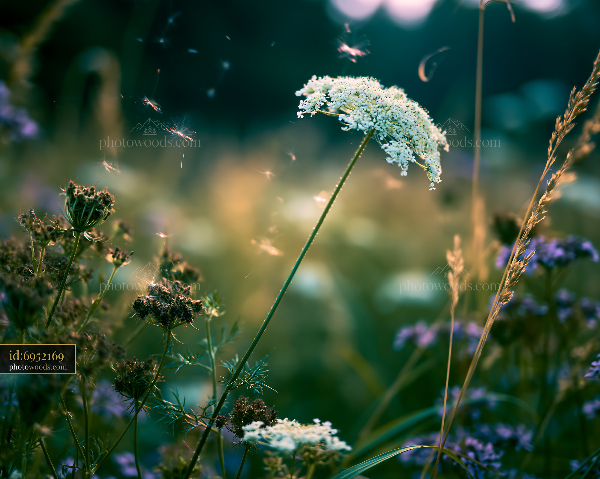 Wildflower Meadow With Blooming Queen Anne's Lace in Springtime
