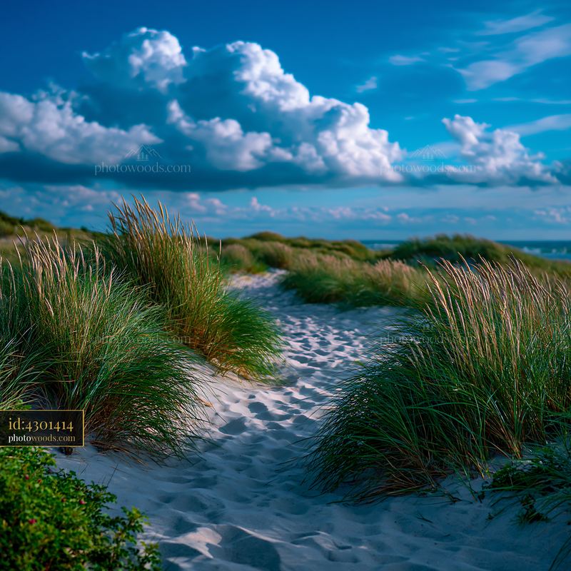 Windswept Beach With Grass Dunes and Cloudy Sky in Nordic Region