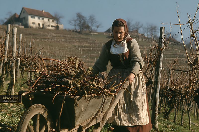 Woman pruning grapevines in traditional folk costume