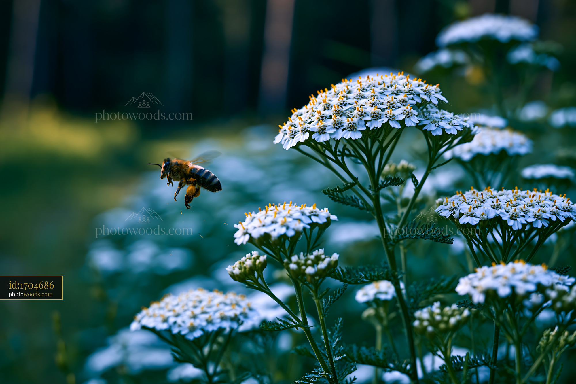 Yarrow Blooming in Meadow With Bee Flying
