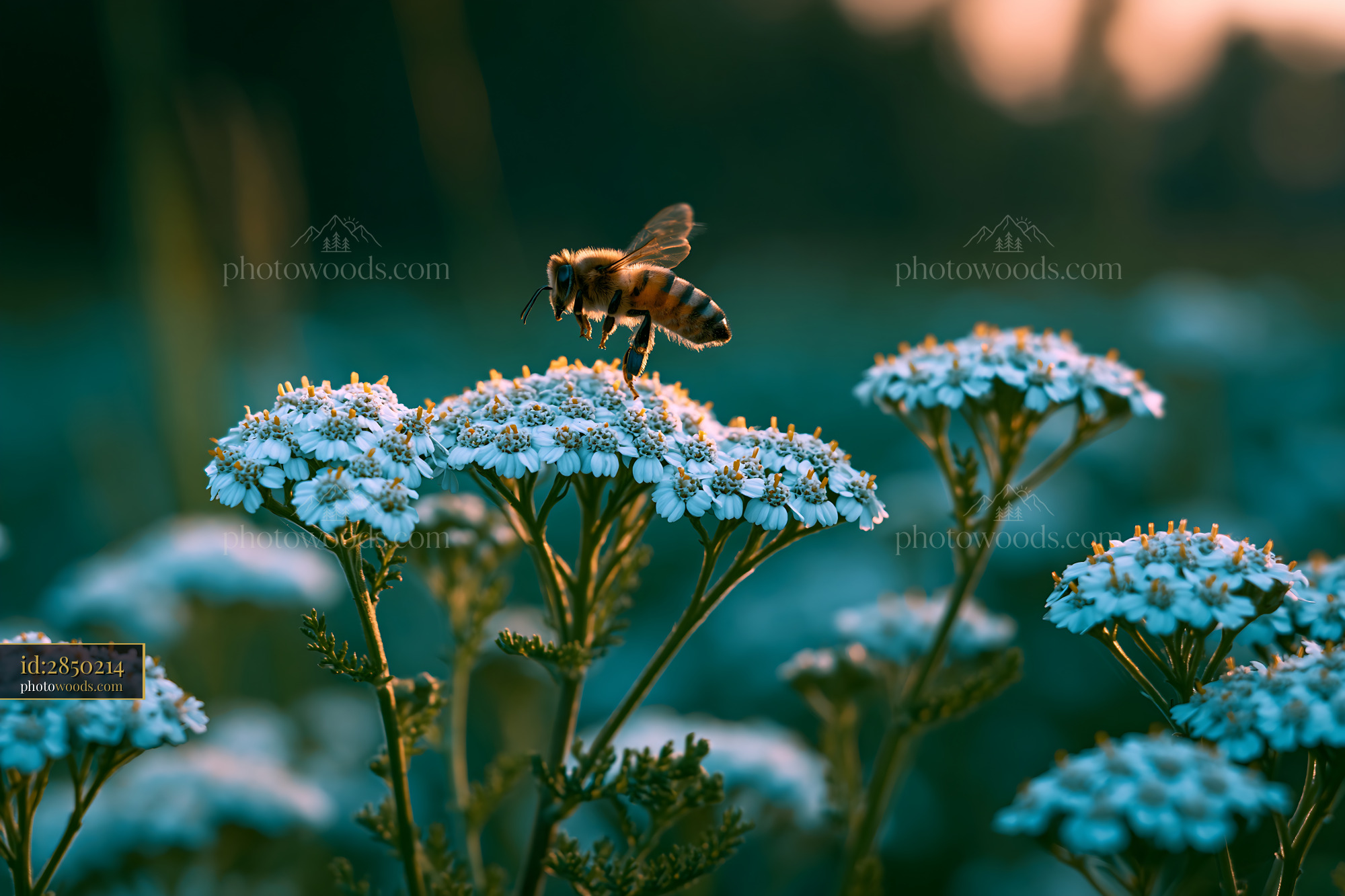 Yarrow Flowers With Bee in a Meadow During Golden Hour