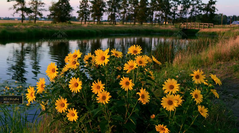 Bright yellow flowers near a natural pond surrounded by trees
