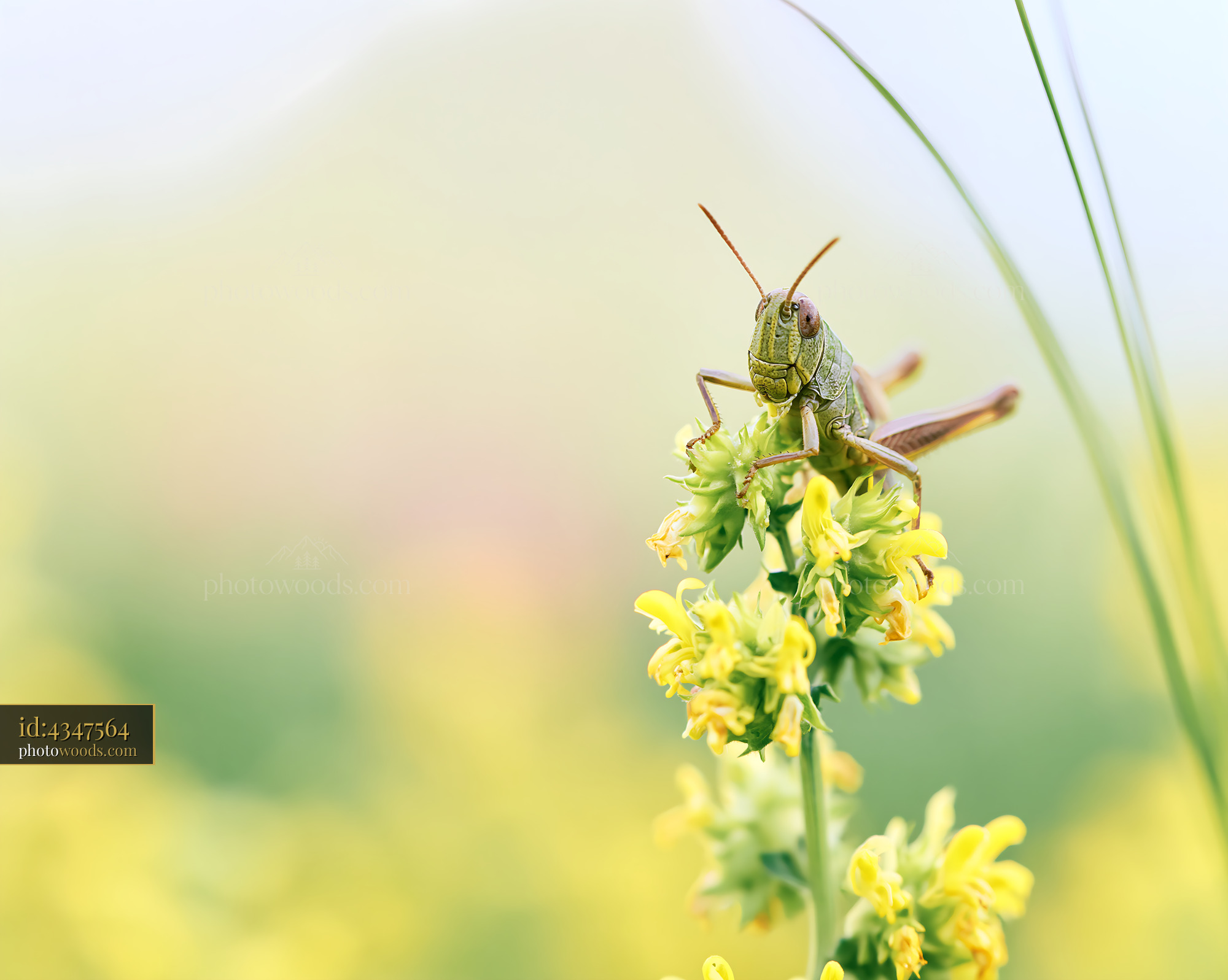 Yellow Rattle at Golden Hour With Grasshopper in Meadow