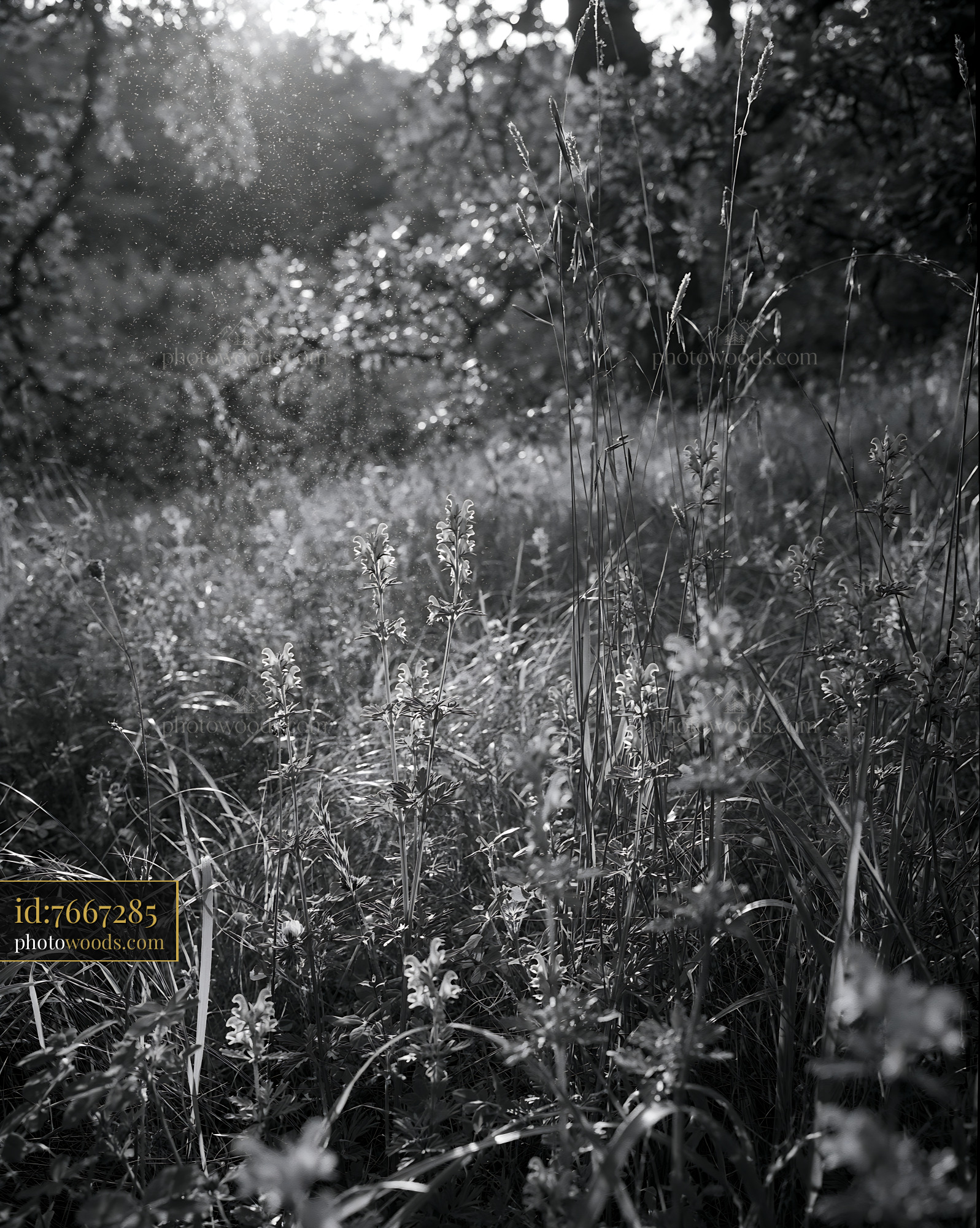 Yellow Rattle in a Meadow With Morning Light