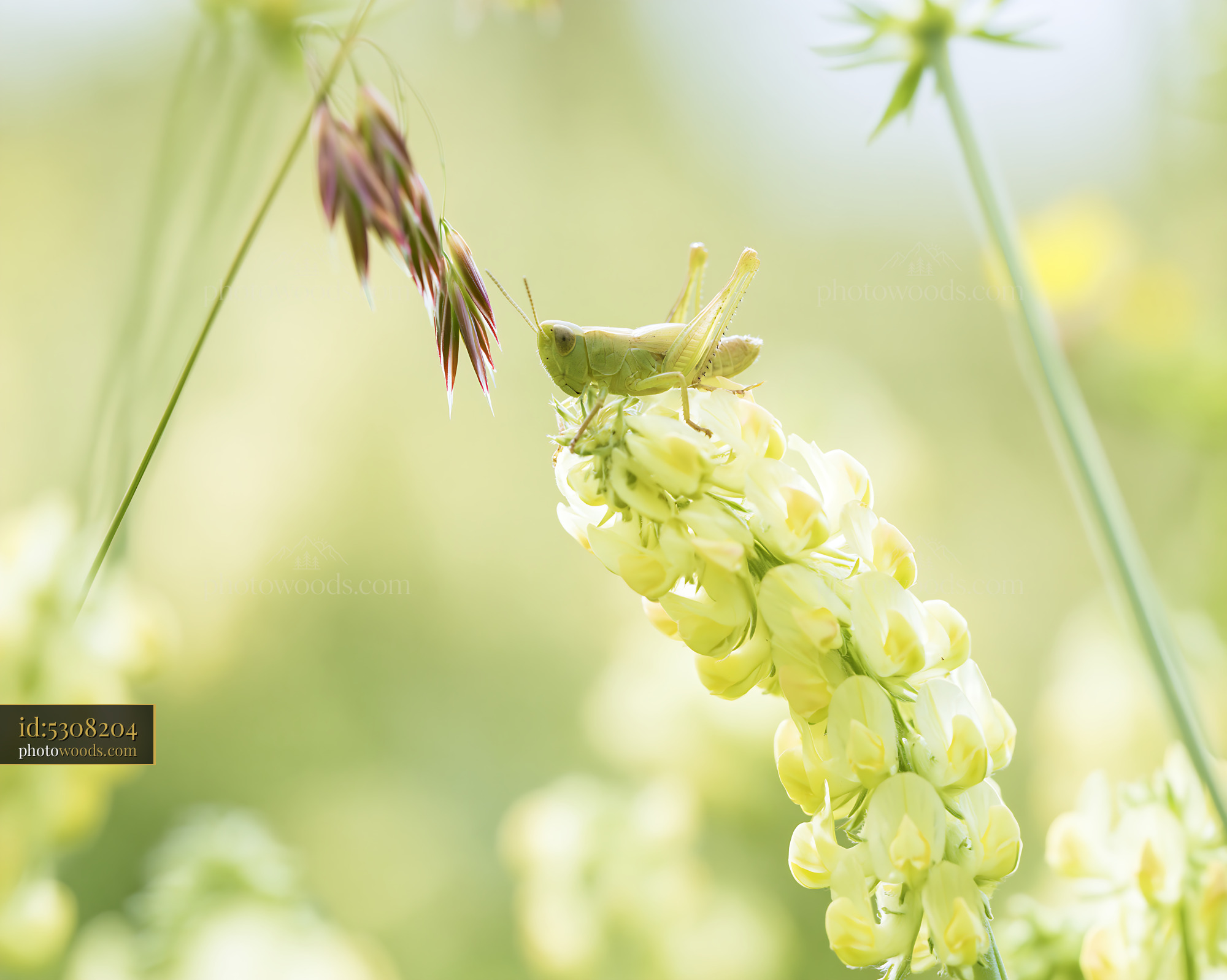 Yellow Rattle Wildflower With Grasshopper in Meadow During Spring