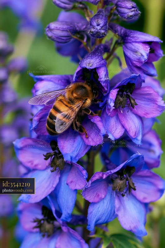 Delphinium flower border with bee collecting nectar