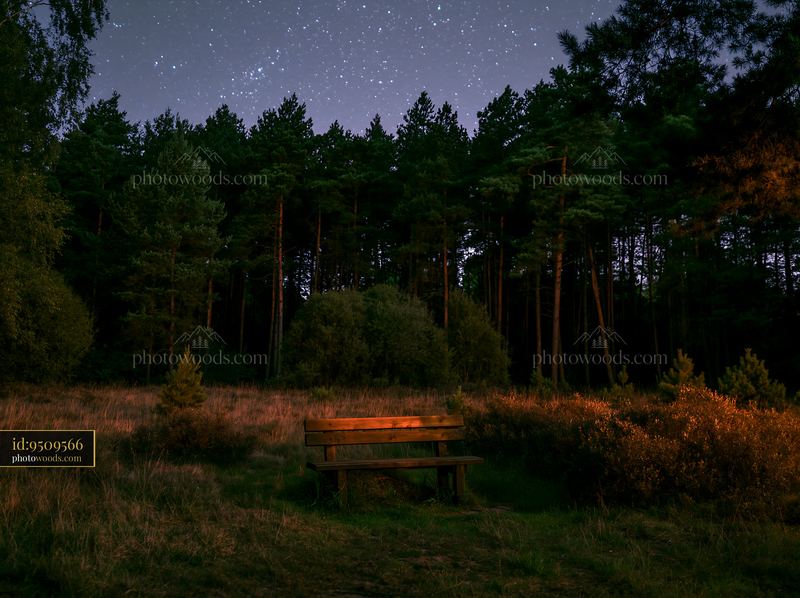 Starry night sky over a pine forest with bench