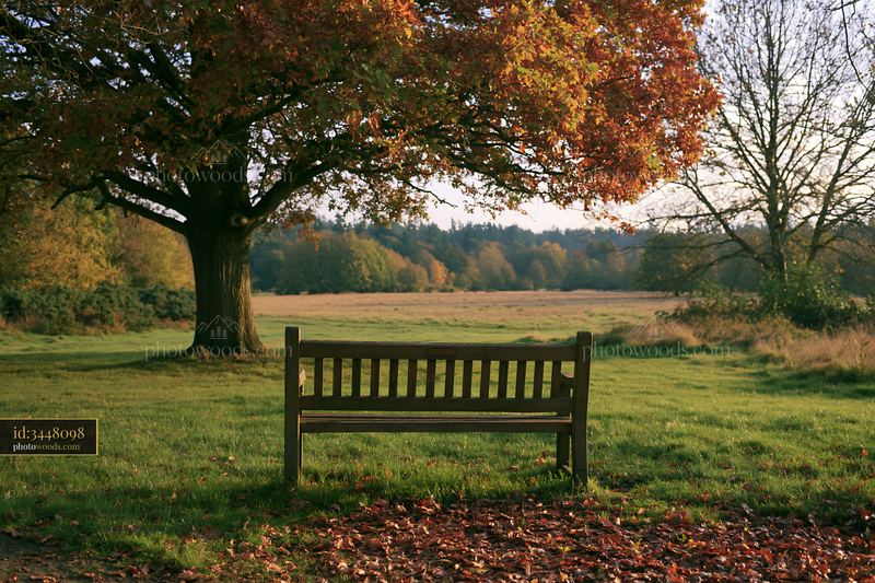 Seating area in a meadow beneath an oak tree with autumn foliage