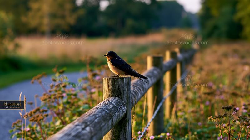 Nesting bird on wooden post in a grassy meadow