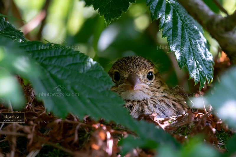 Nesting bird in a meadow surrounded by foliage