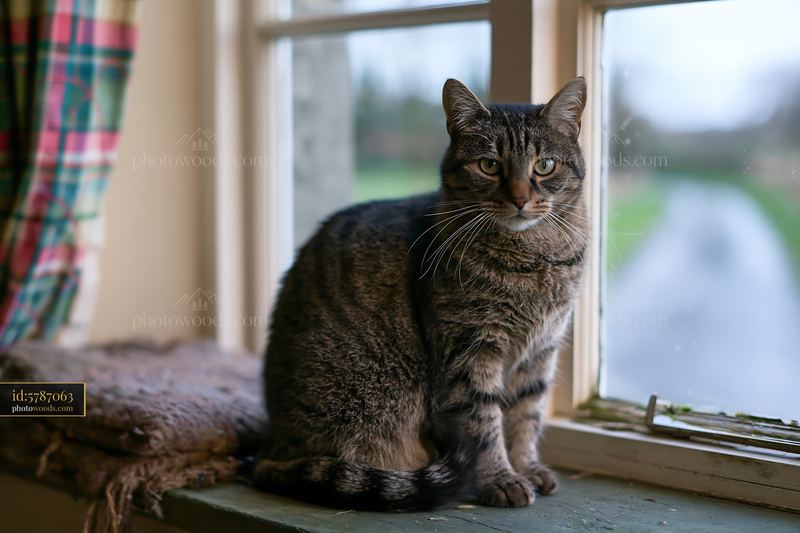 Cat sitting on country house windowsill