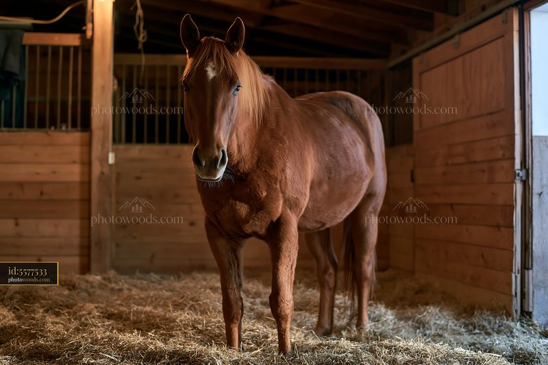Horse sleeping in stall at a wooden barn