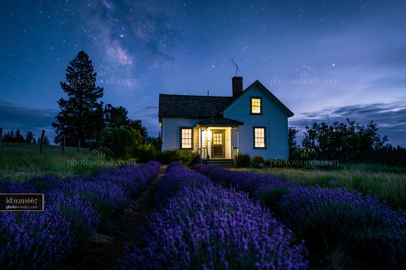 Country house under starry sky with lavender garden